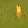Strnad obecny - Emberiza citrinella - Yellowhammer 1508